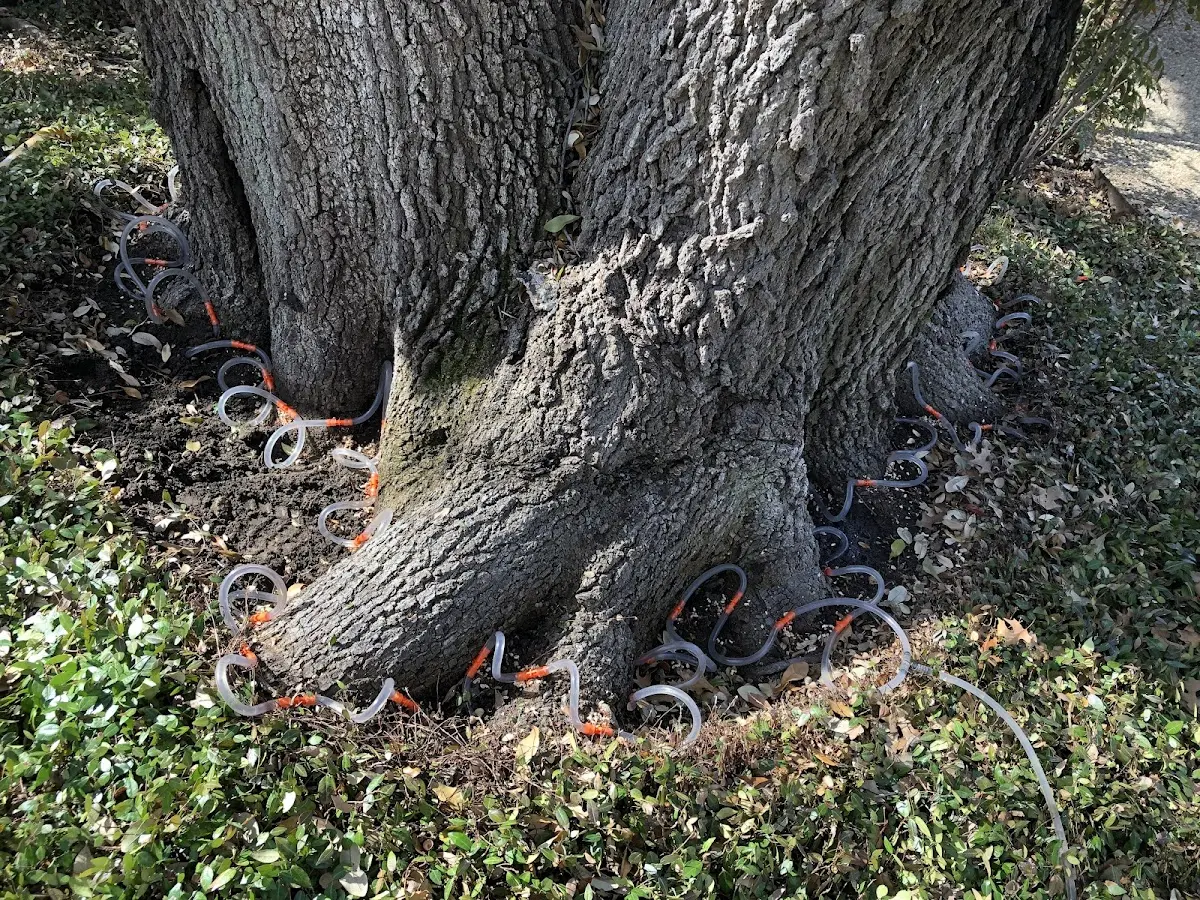 Detailed Tree Cabling and Bracing job site in Dickinson Center