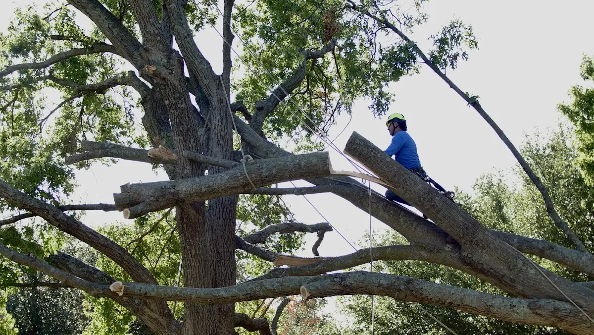 Professional Crown Thinning performed by certified arborists in Dickinson Center