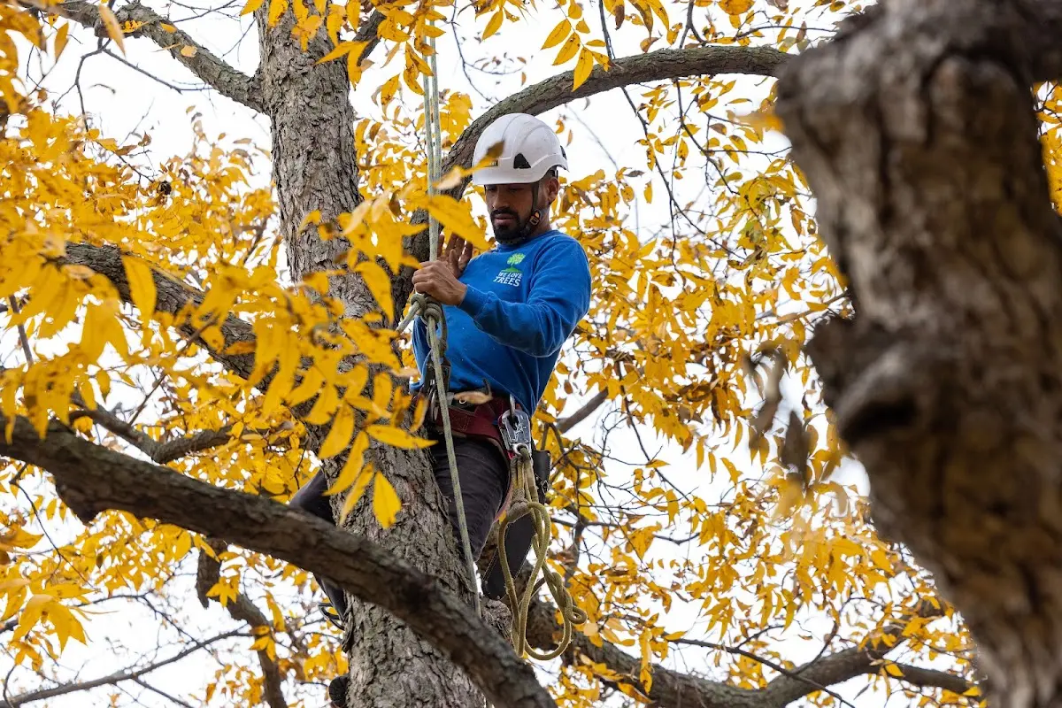 Skilled Tree Pruning crew working in Dickinson Center